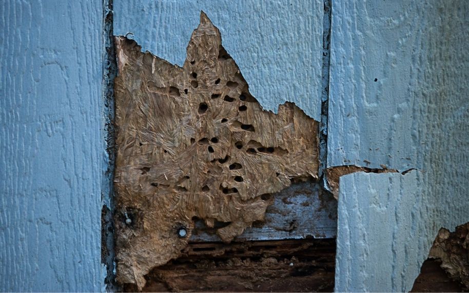 What To Do if You Have Termite Damage in Your Home